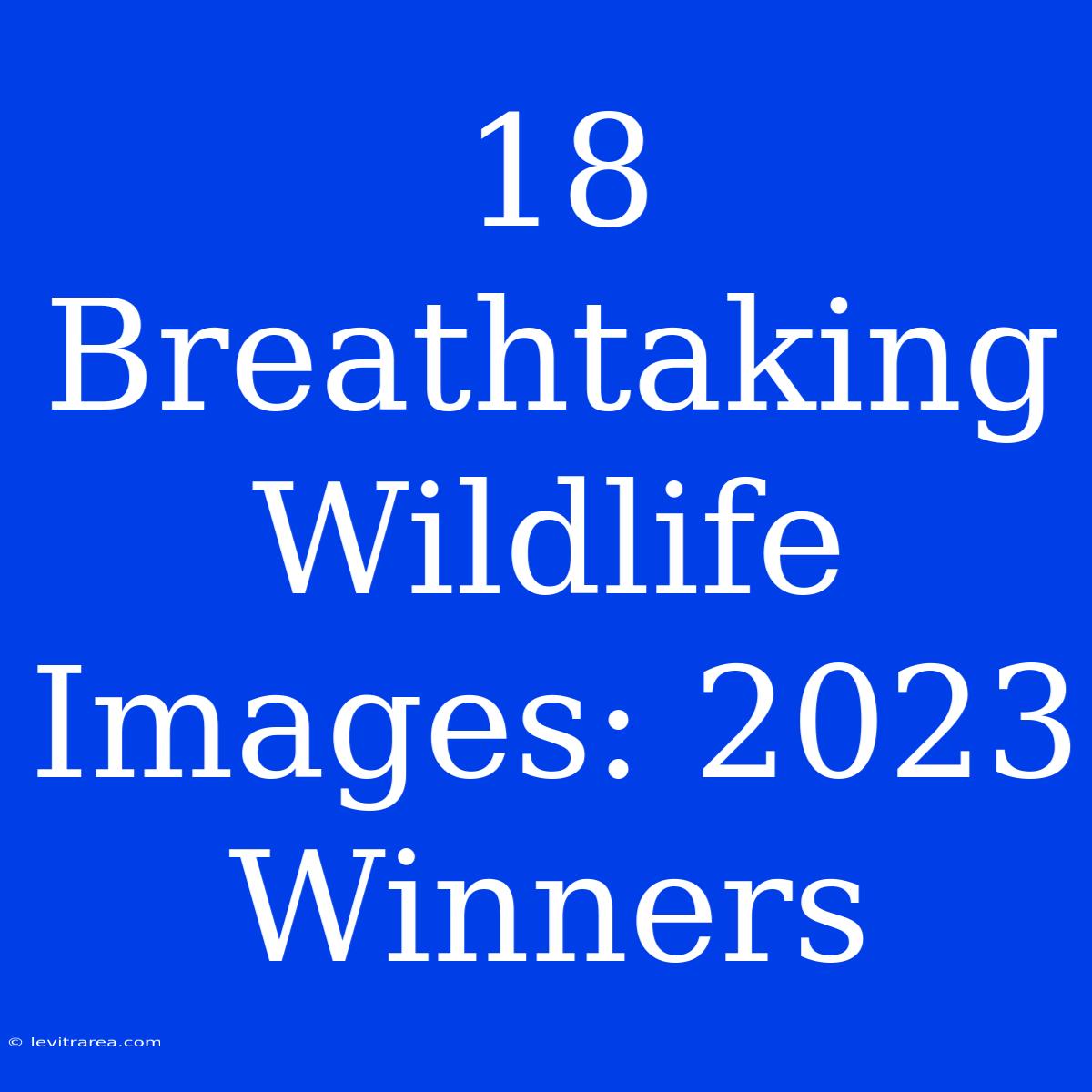 18 Breathtaking Wildlife Images: 2023 Winners