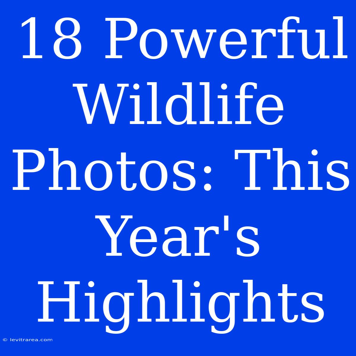 18 Powerful Wildlife Photos: This Year's Highlights