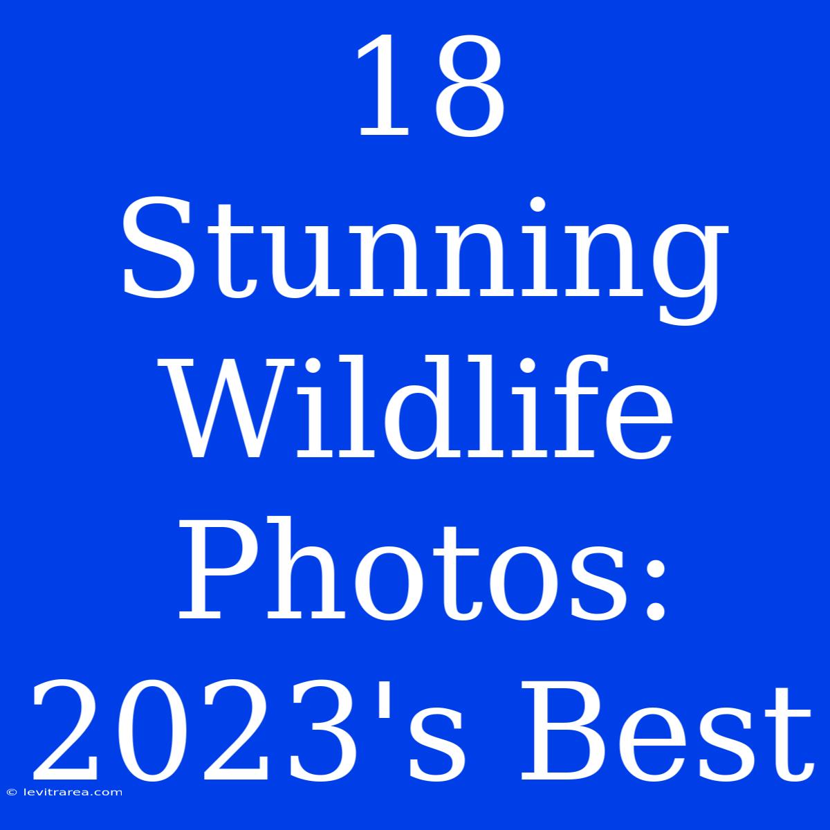 18 Stunning Wildlife Photos: 2023's Best