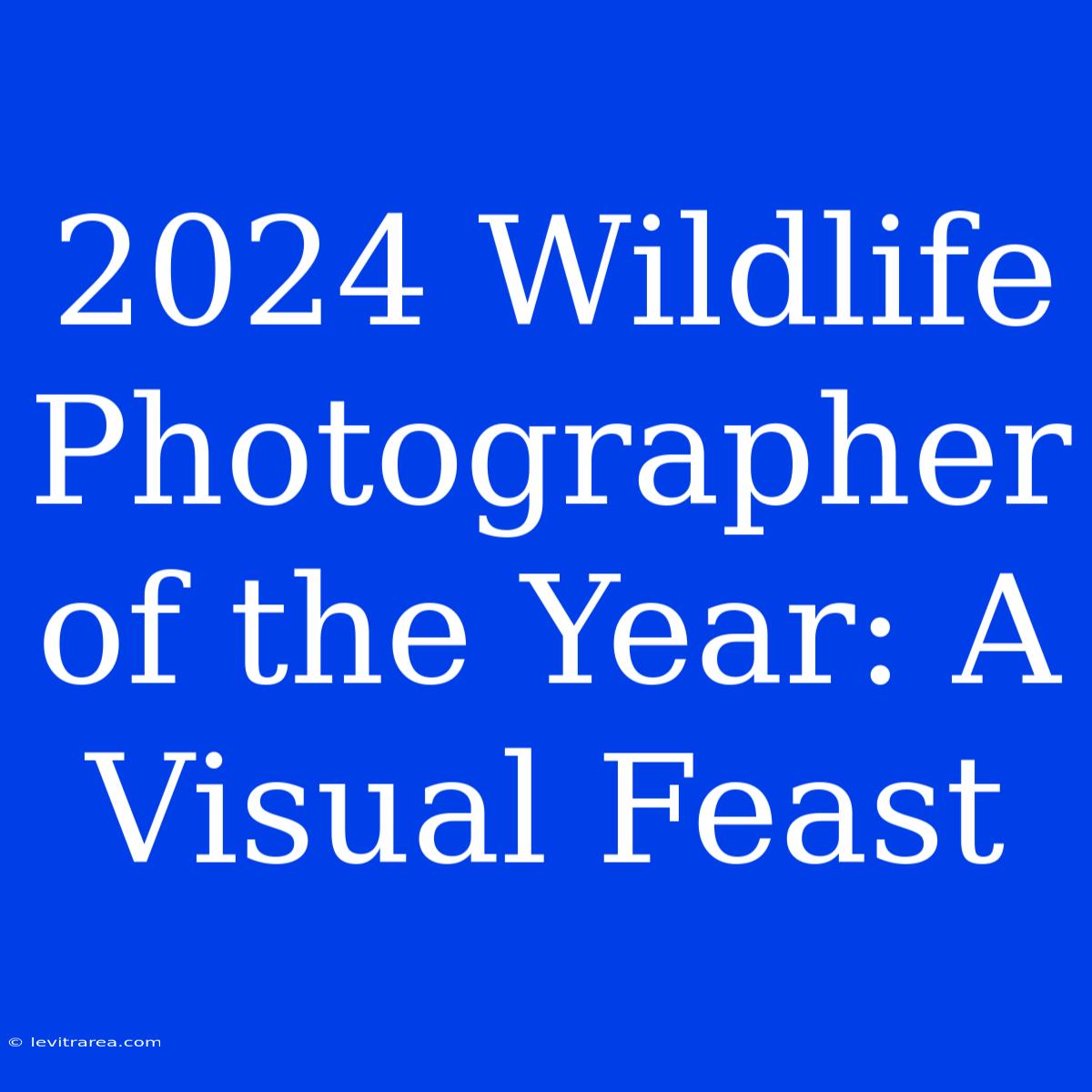 2024 Wildlife Photographer Of The Year: A Visual Feast 