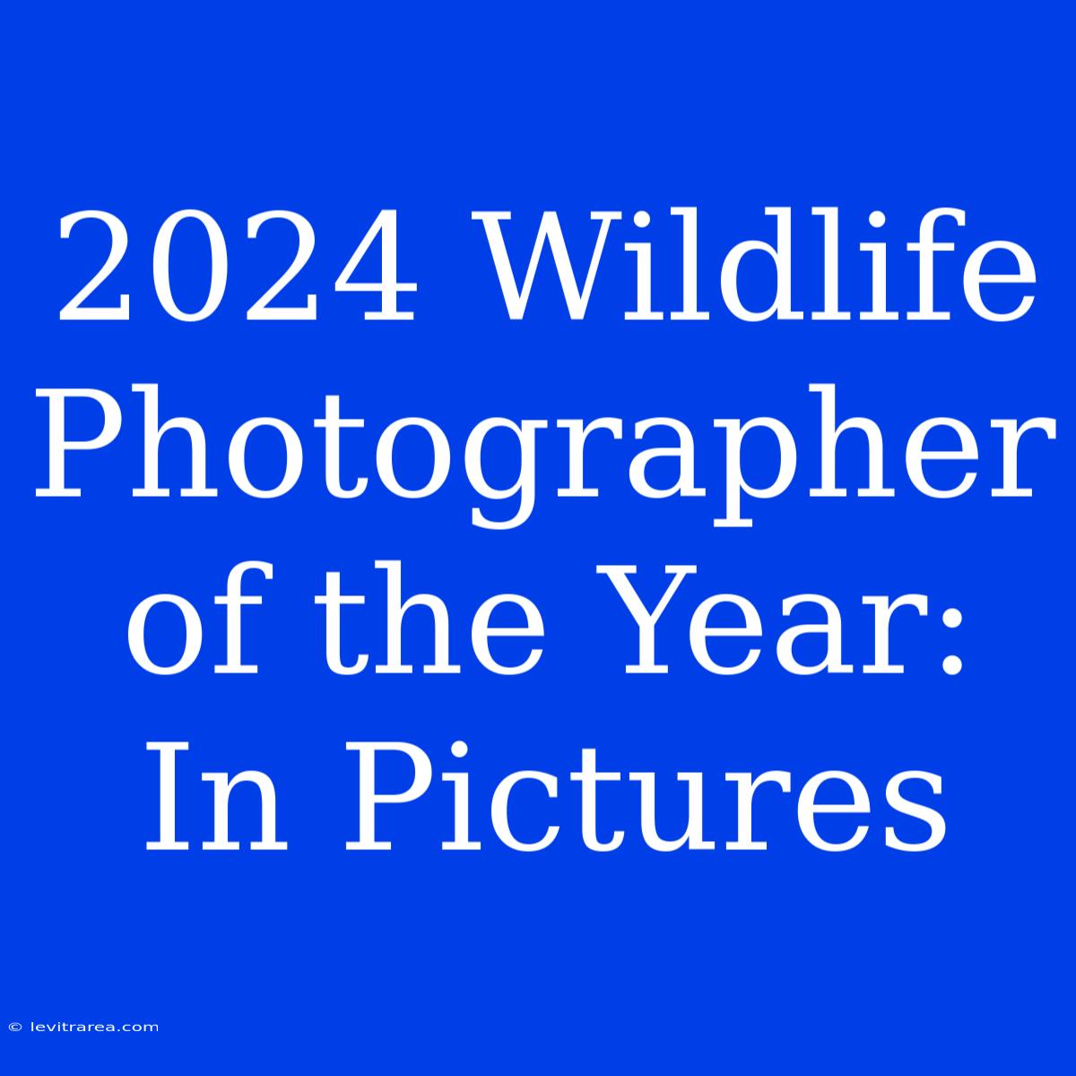 2024 Wildlife Photographer Of The Year: In Pictures