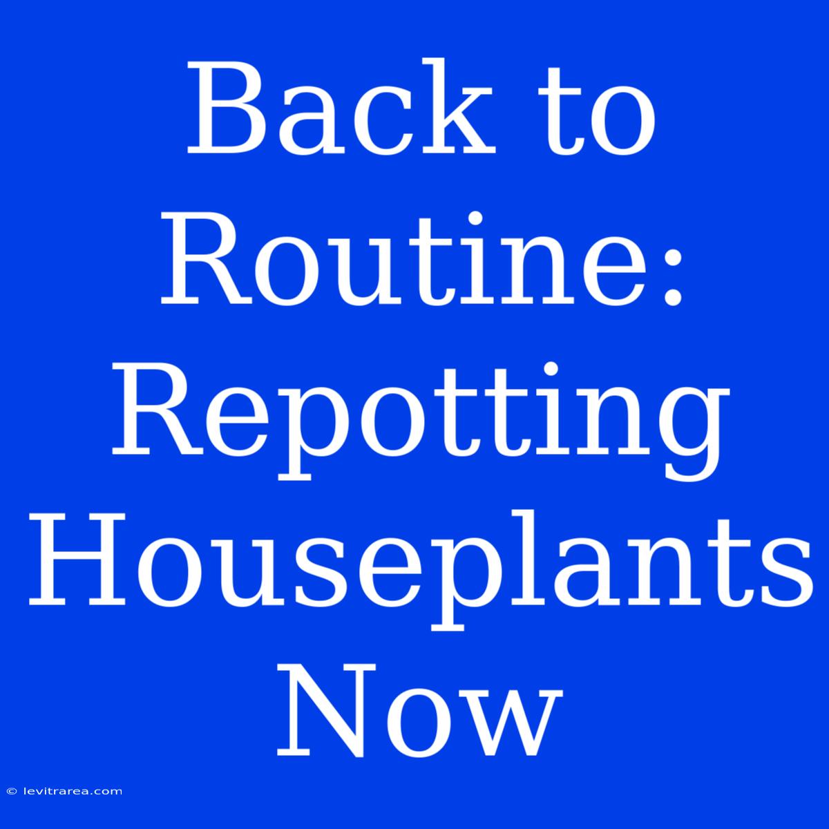 Back To Routine: Repotting Houseplants Now