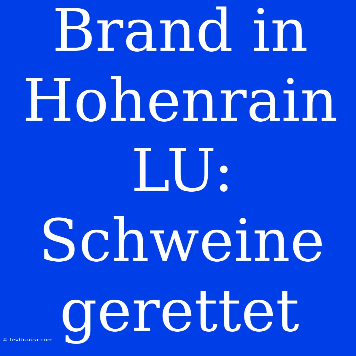 Brand In Hohenrain LU: Schweine Gerettet