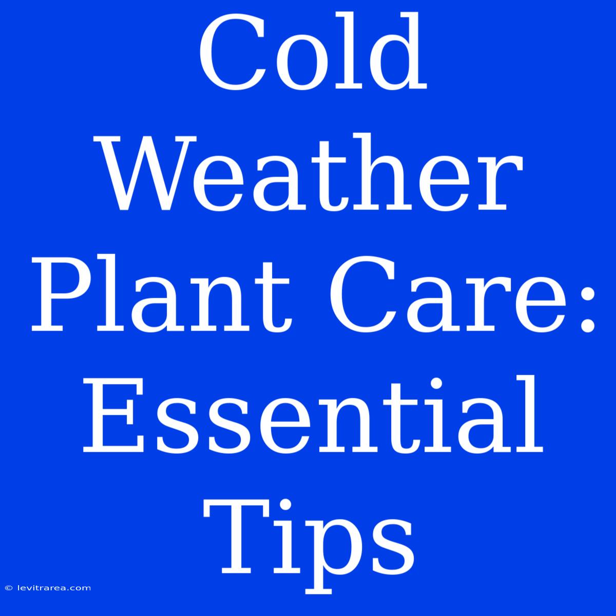 Cold Weather Plant Care: Essential Tips