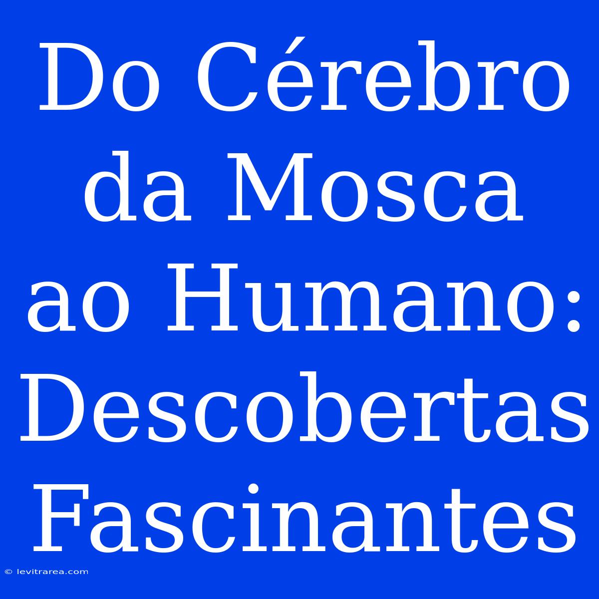 Do Cérebro Da Mosca Ao Humano: Descobertas Fascinantes 