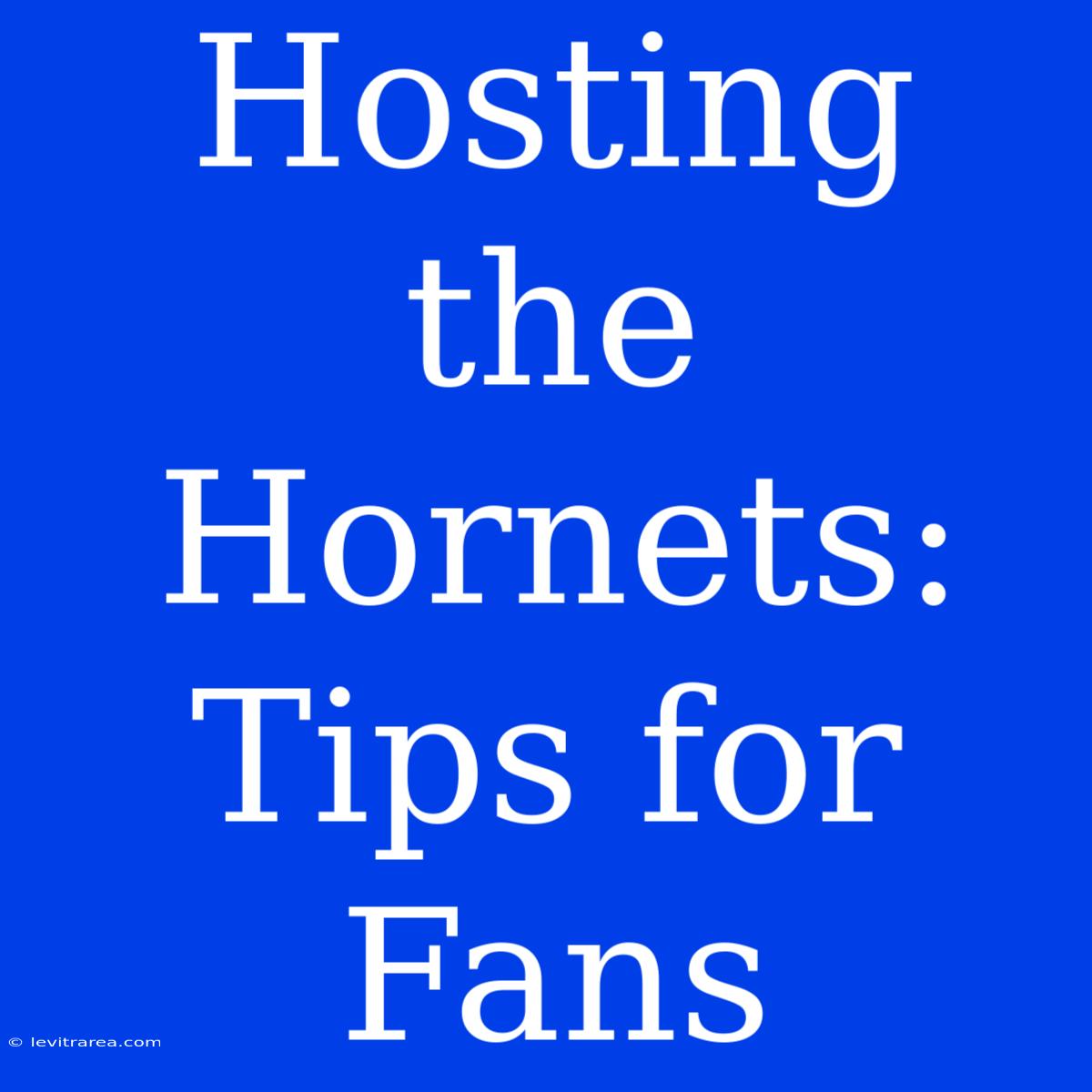 Hosting The Hornets: Tips For Fans