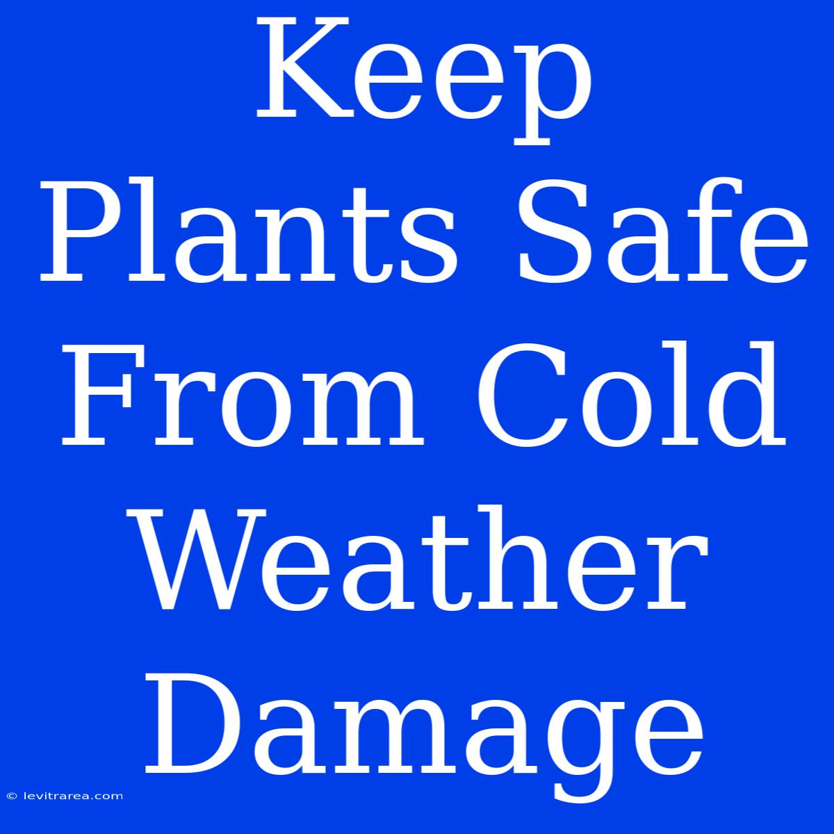 Keep Plants Safe From Cold Weather Damage