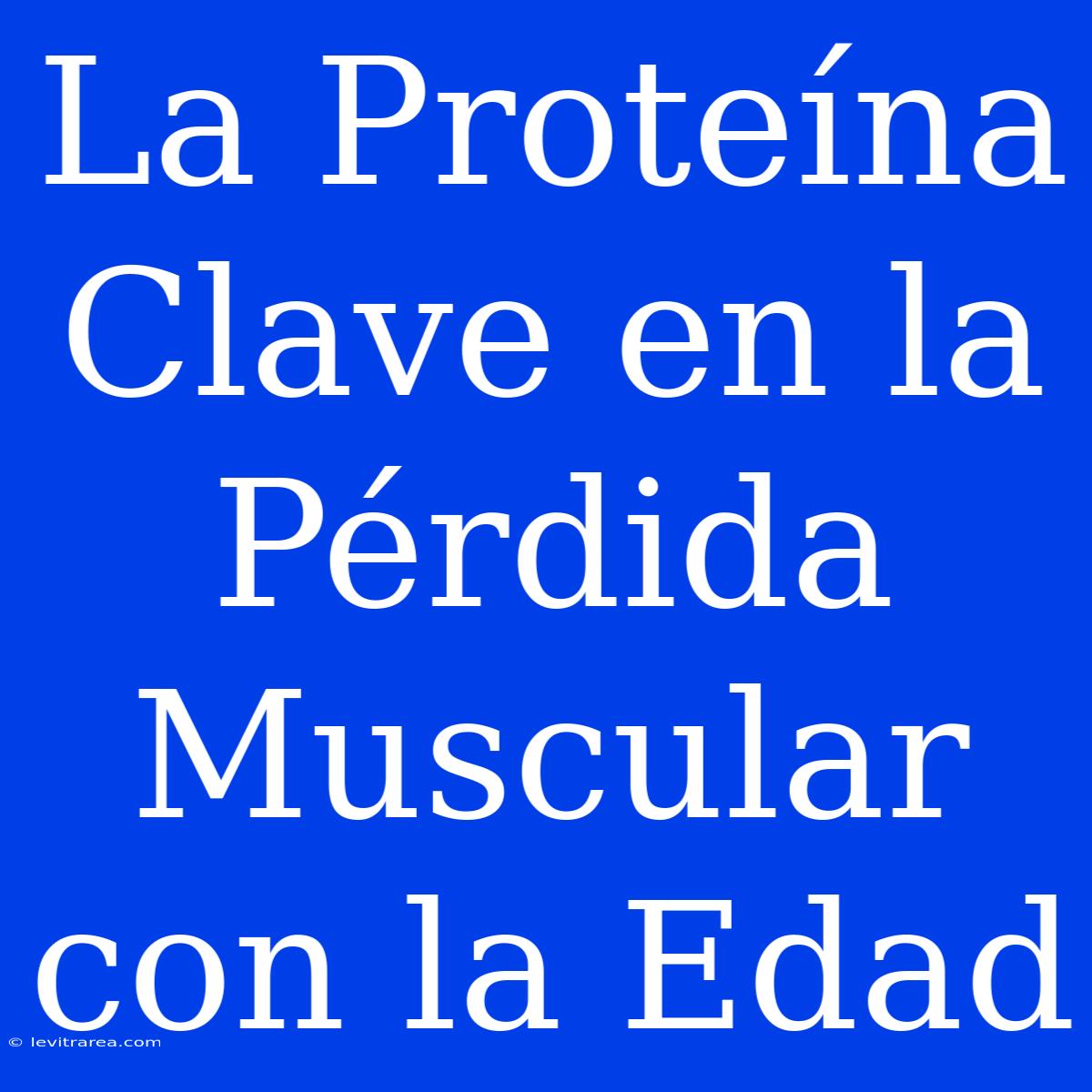 La Proteína Clave En La Pérdida Muscular Con La Edad