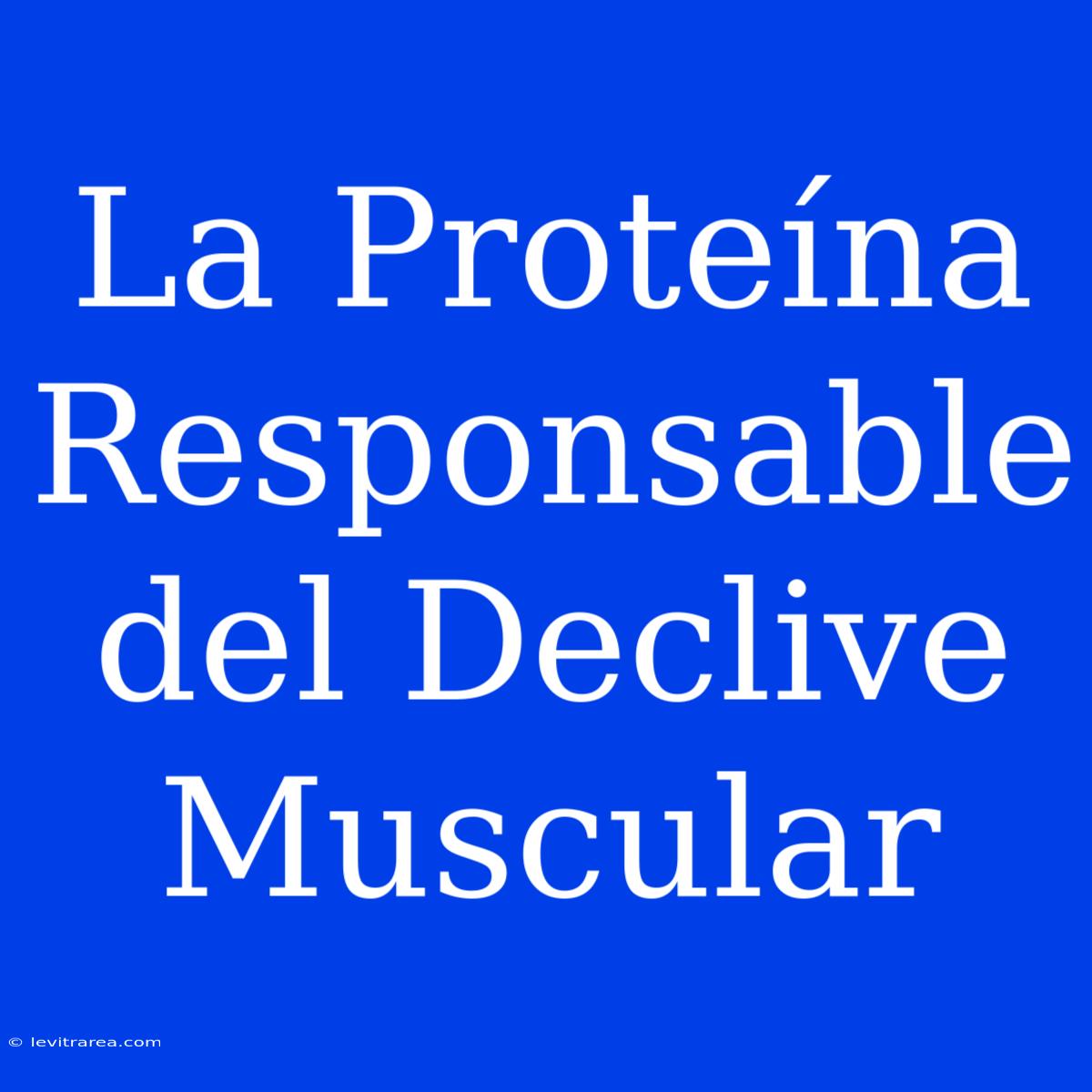 La Proteína Responsable Del Declive Muscular