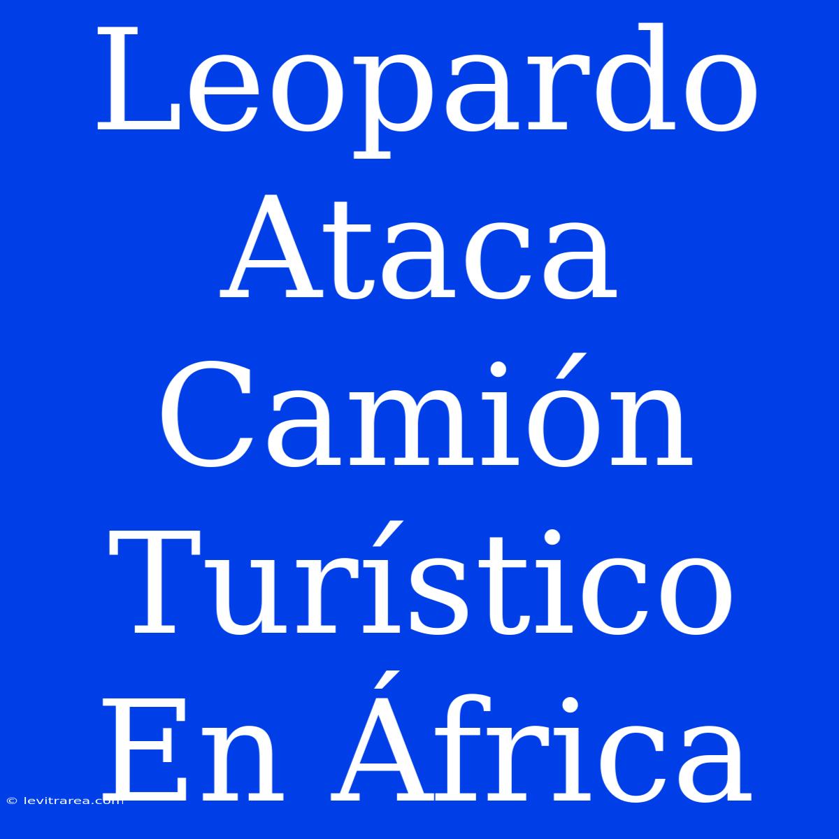 Leopardo Ataca Camión Turístico En África