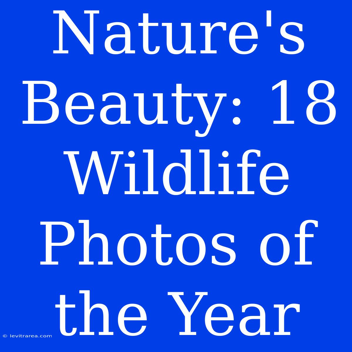 Nature's Beauty: 18 Wildlife Photos Of The Year