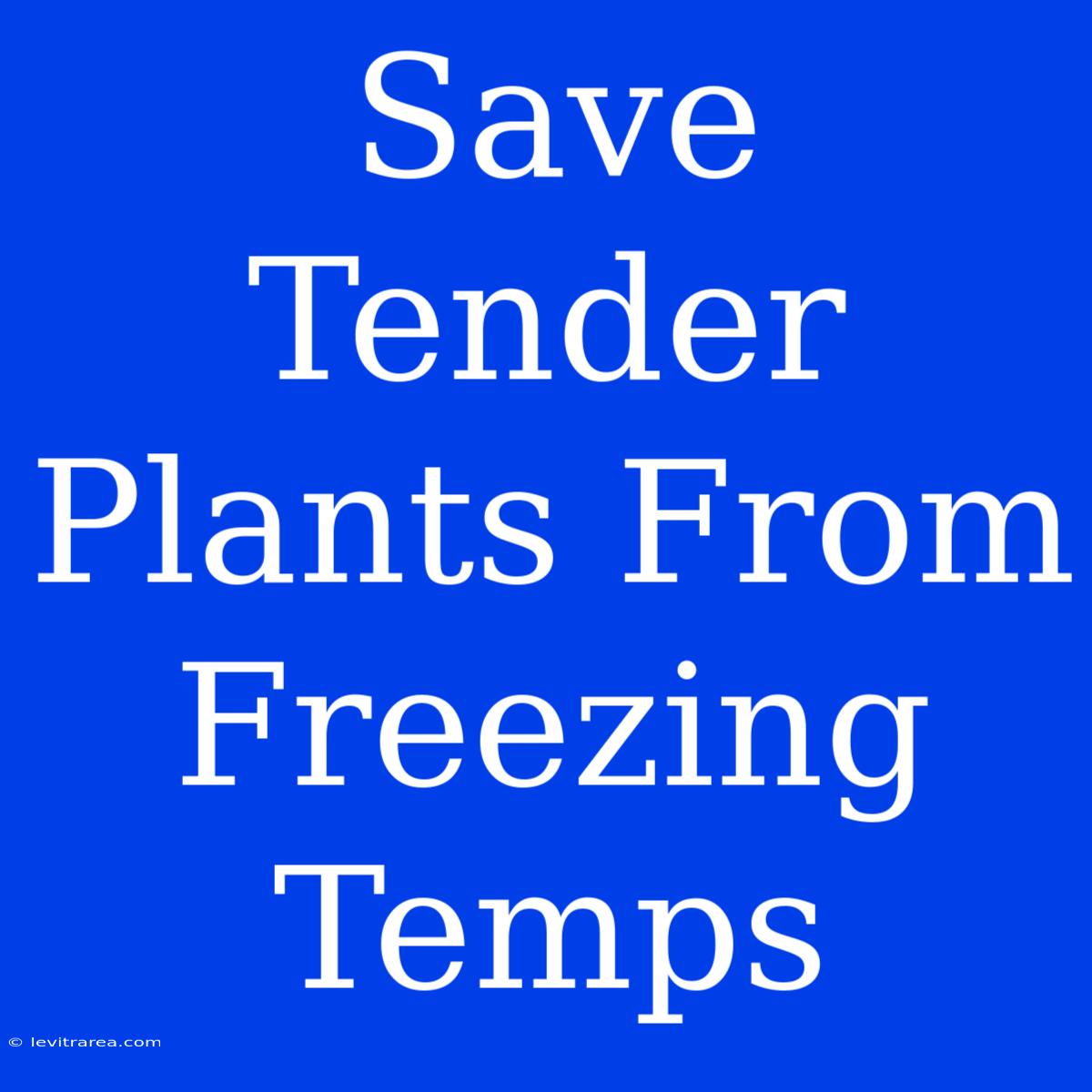 Save Tender Plants From Freezing Temps