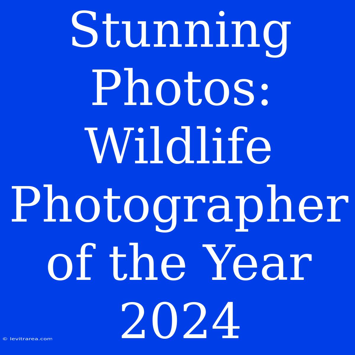 Stunning Photos: Wildlife Photographer Of The Year 2024