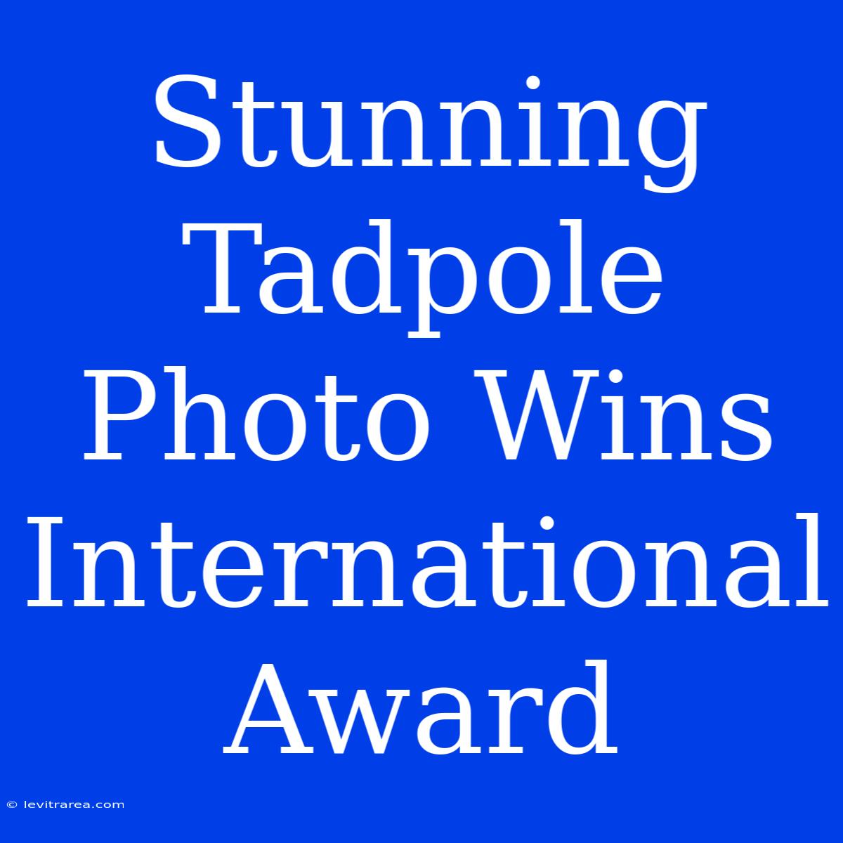 Stunning Tadpole Photo Wins International Award