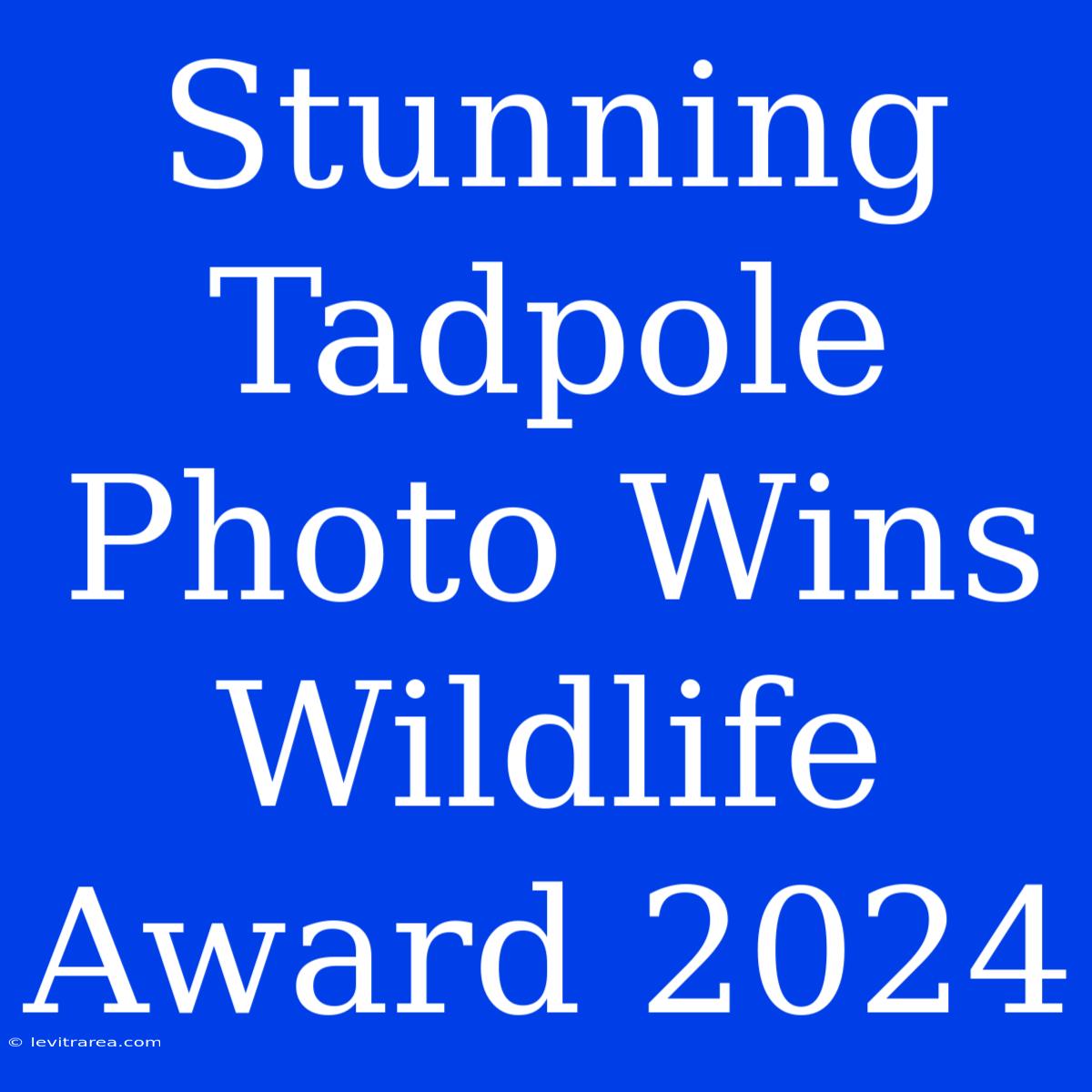 Stunning Tadpole Photo Wins Wildlife Award 2024