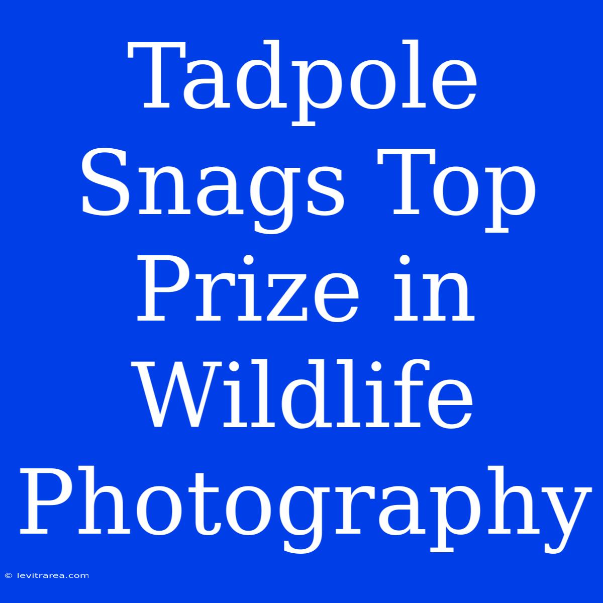 Tadpole Snags Top Prize In Wildlife Photography