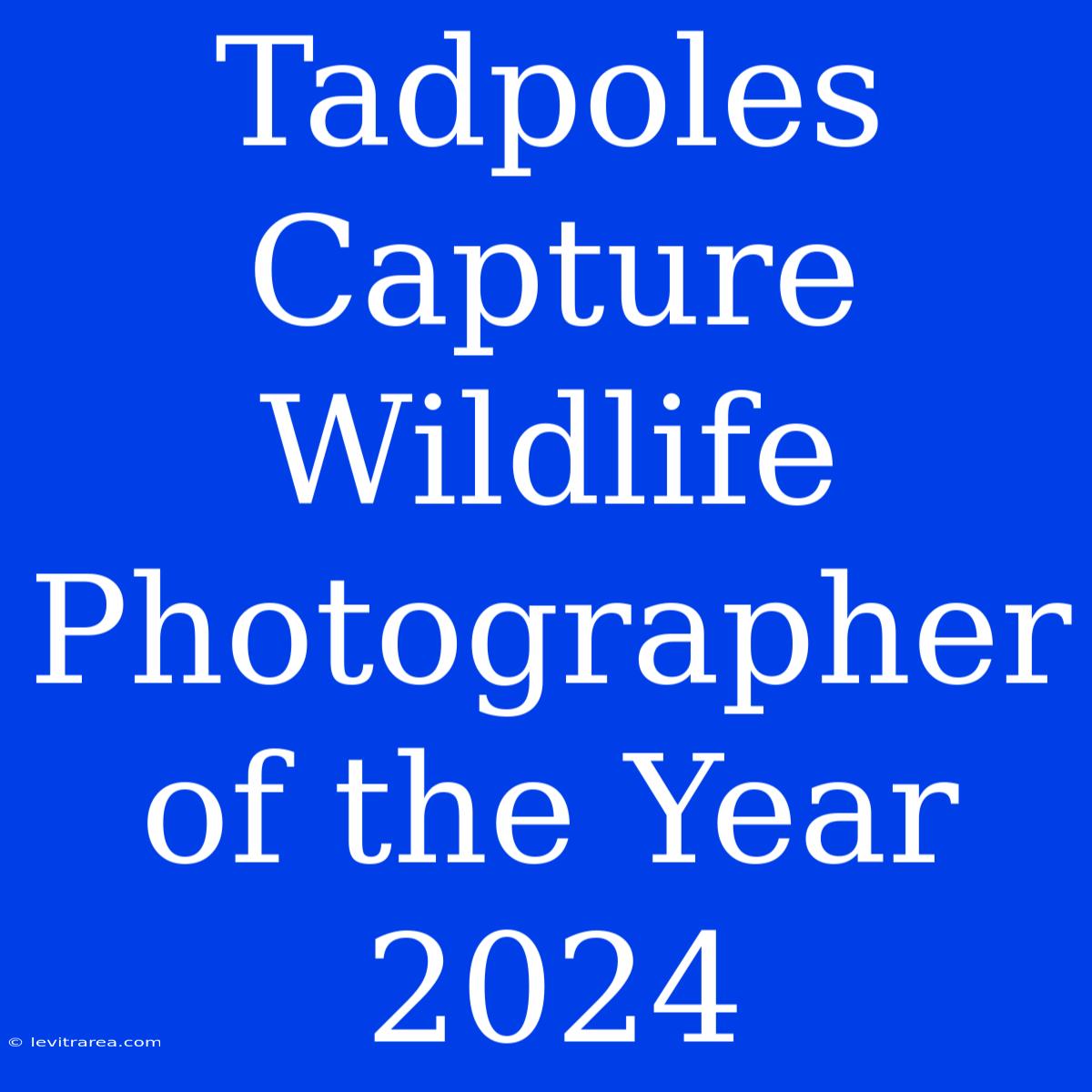 Tadpoles Capture Wildlife Photographer Of The Year 2024