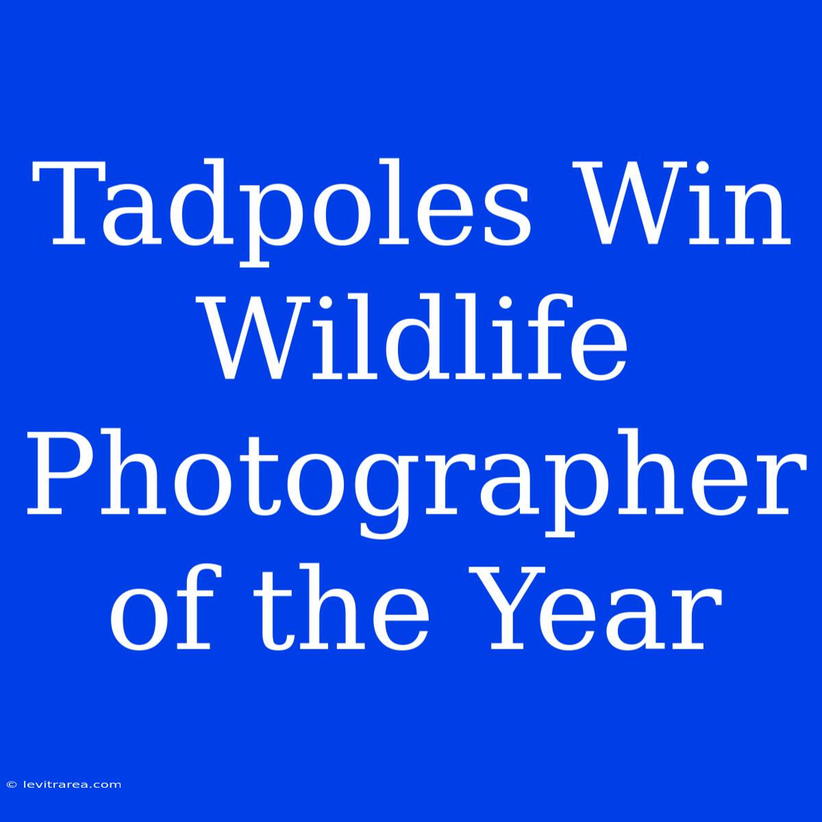 Tadpoles Win Wildlife Photographer Of The Year