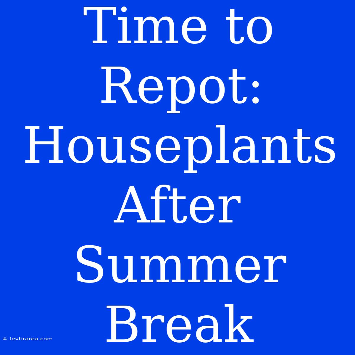 Time To Repot: Houseplants After Summer Break