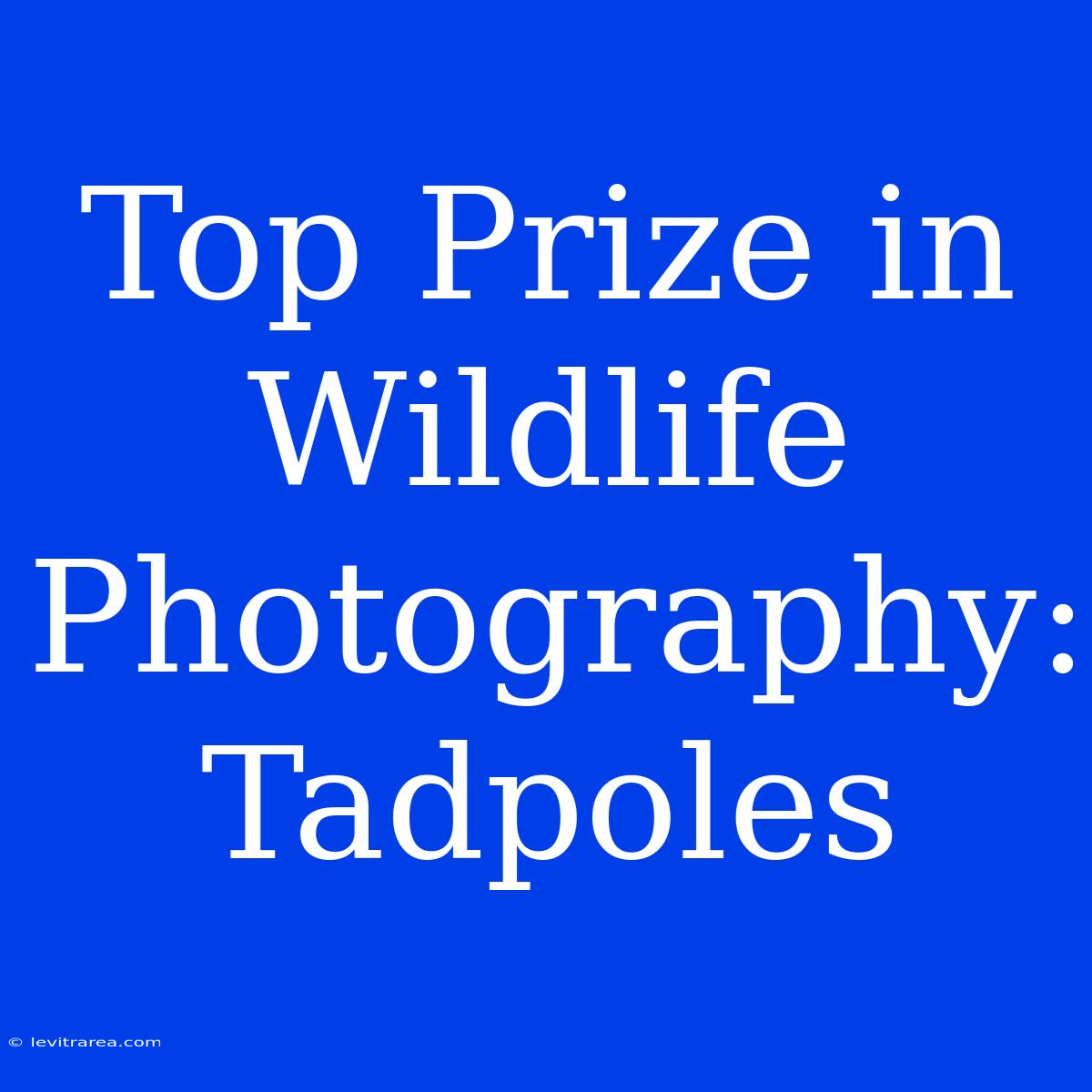 Top Prize In Wildlife Photography: Tadpoles