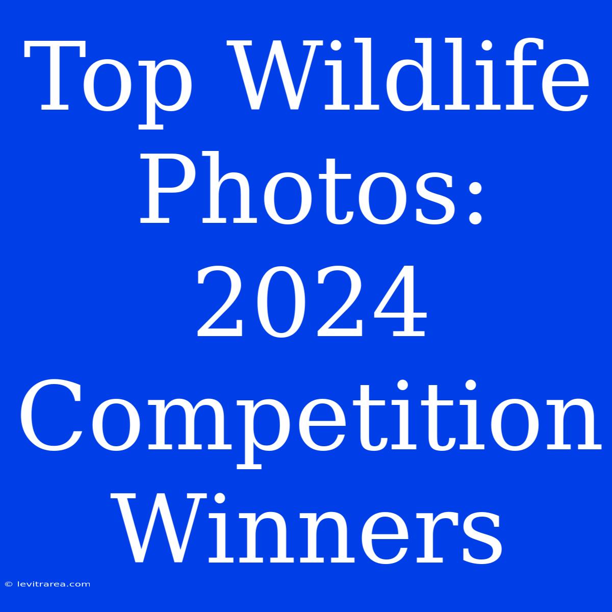 Top Wildlife Photos: 2024 Competition Winners