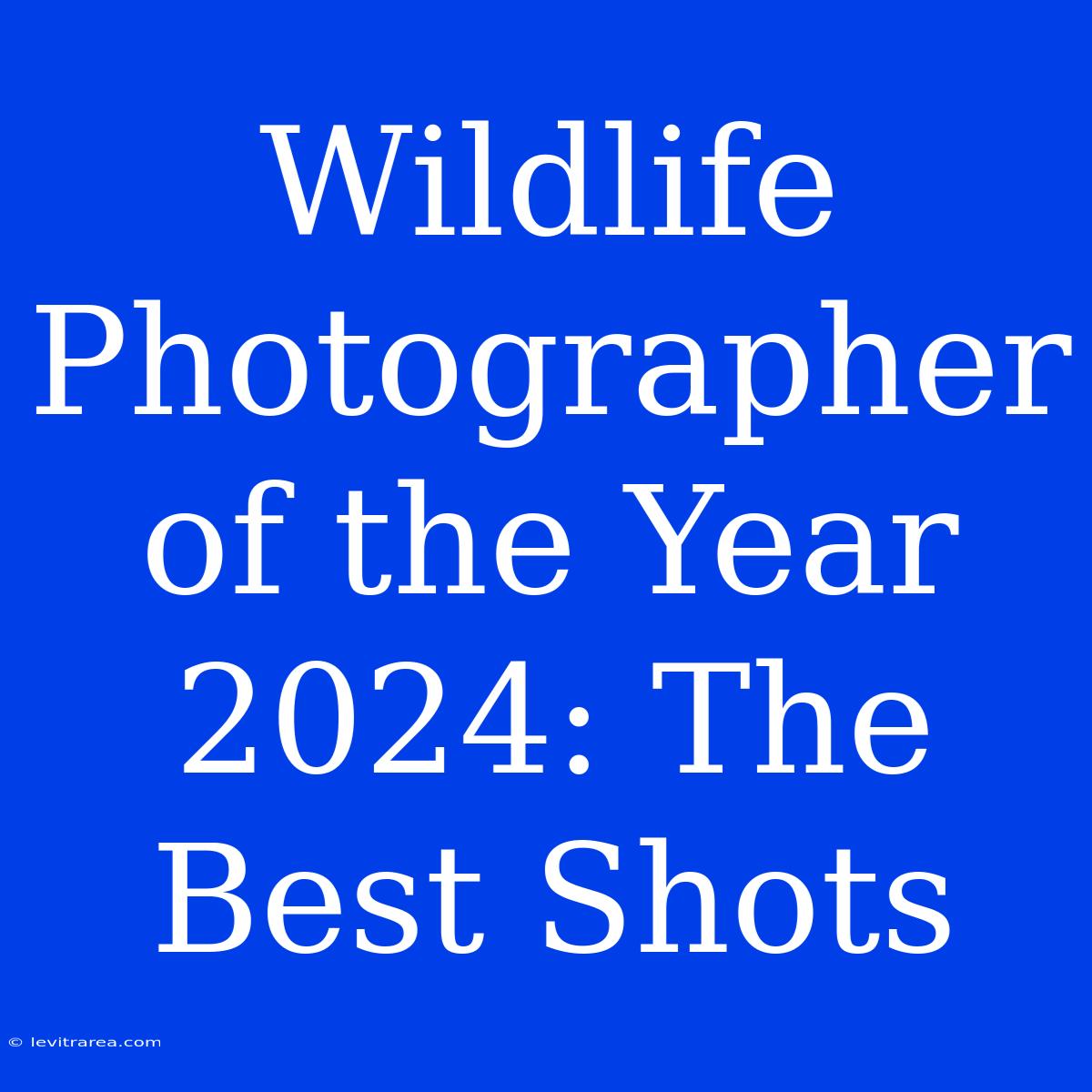 Wildlife Photographer Of The Year 2024: The Best Shots