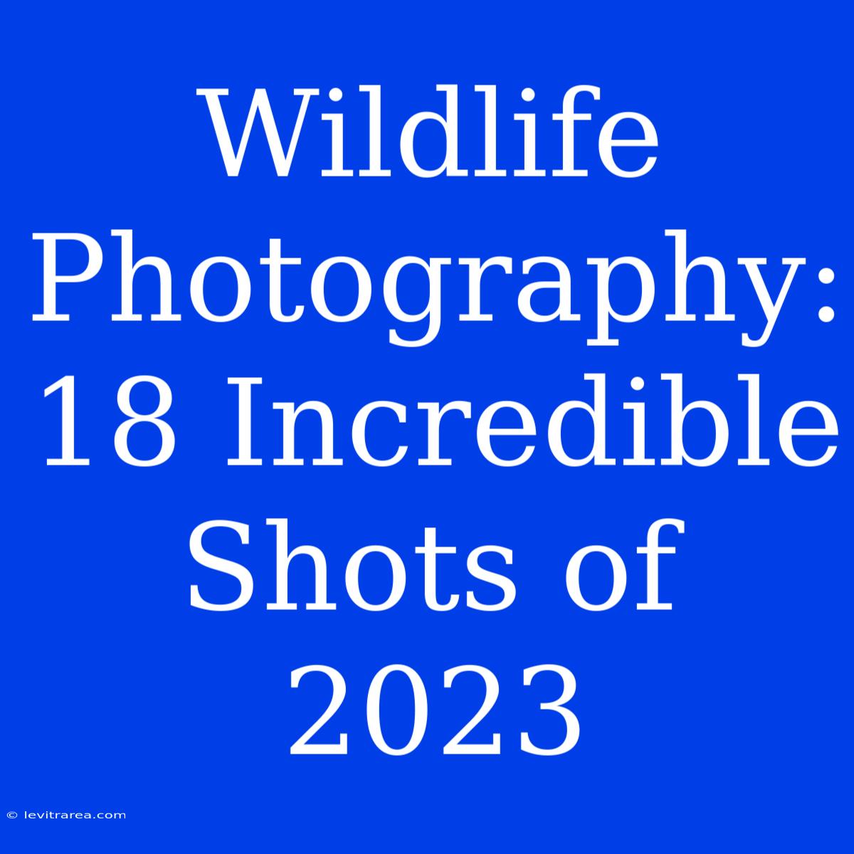 Wildlife Photography: 18 Incredible Shots Of 2023