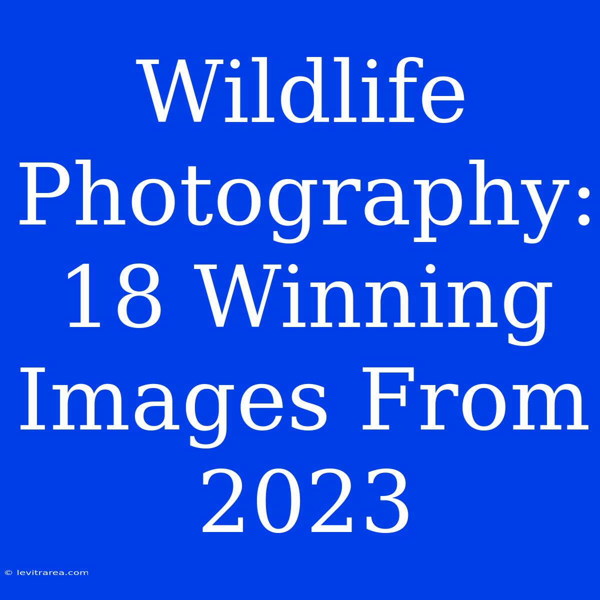 Wildlife Photography: 18 Winning Images From 2023 