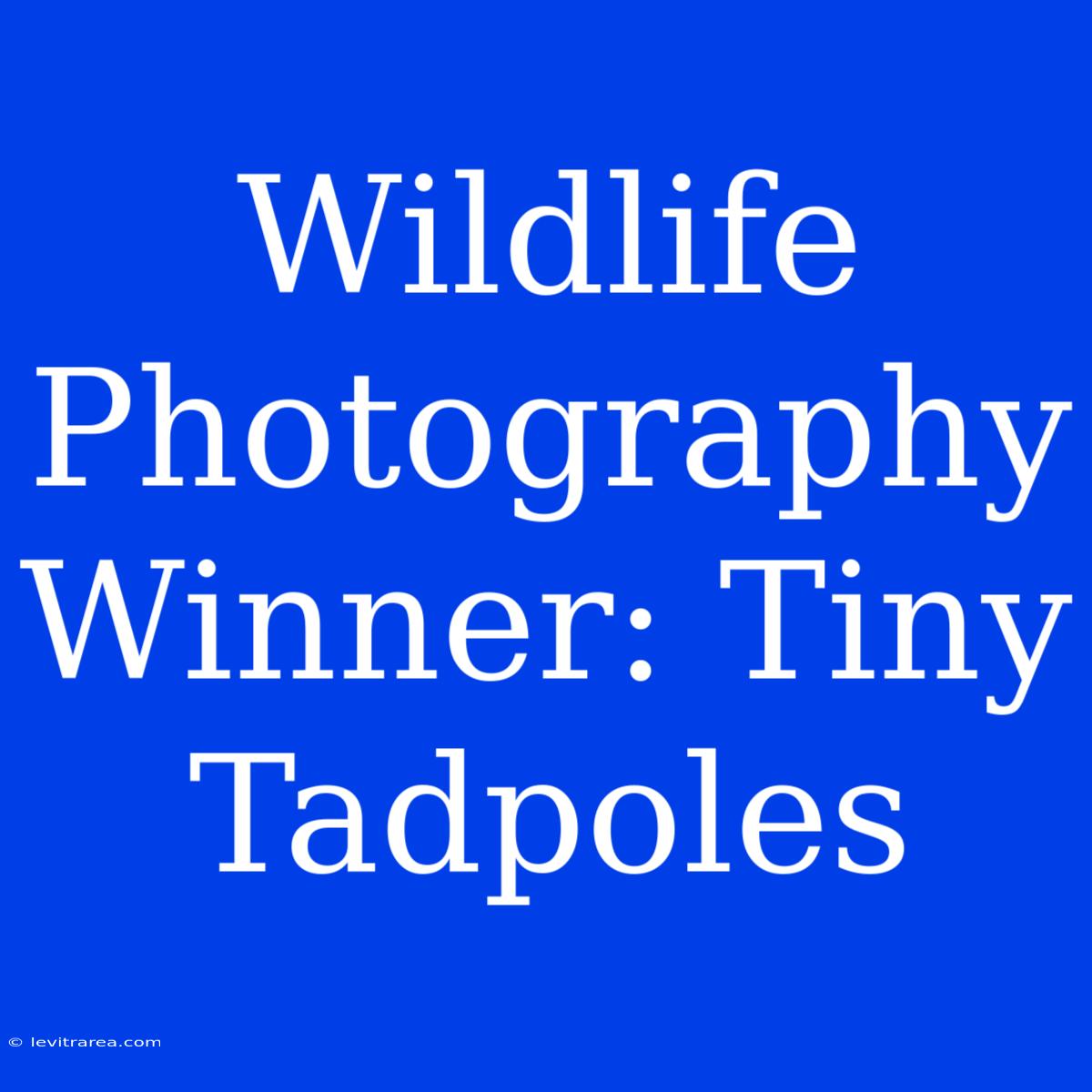 Wildlife Photography Winner: Tiny Tadpoles