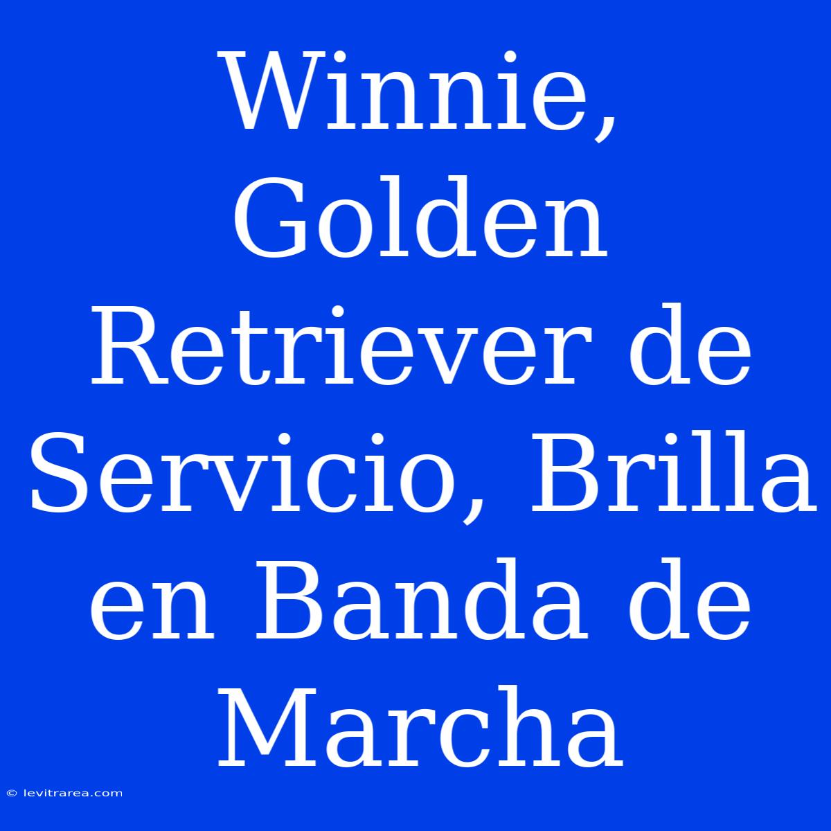 Winnie, Golden Retriever De Servicio, Brilla En Banda De Marcha