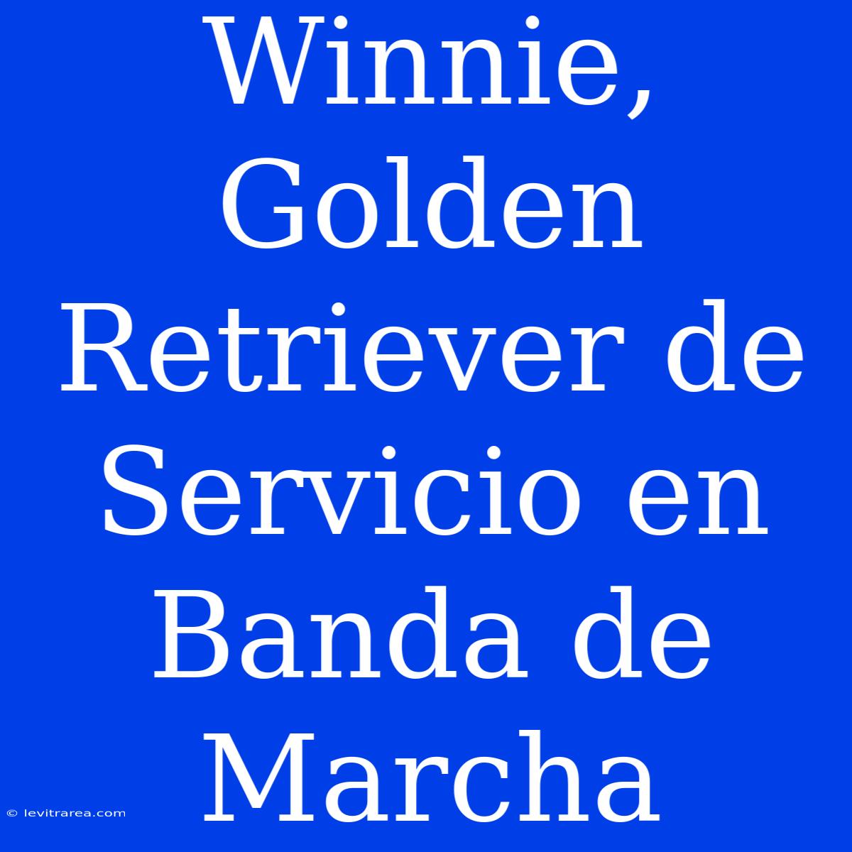 Winnie, Golden Retriever De Servicio En Banda De Marcha