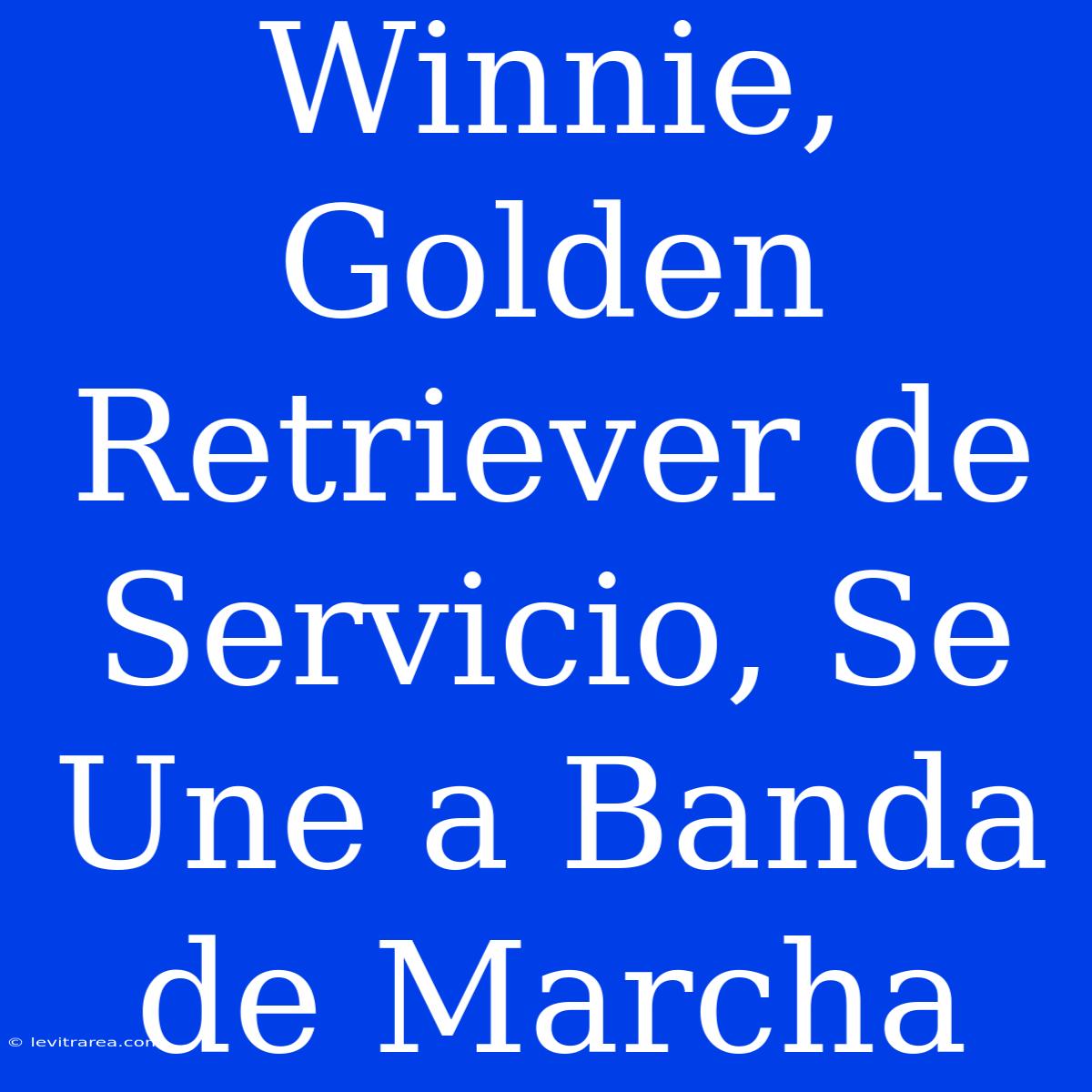 Winnie, Golden Retriever De Servicio, Se Une A Banda De Marcha