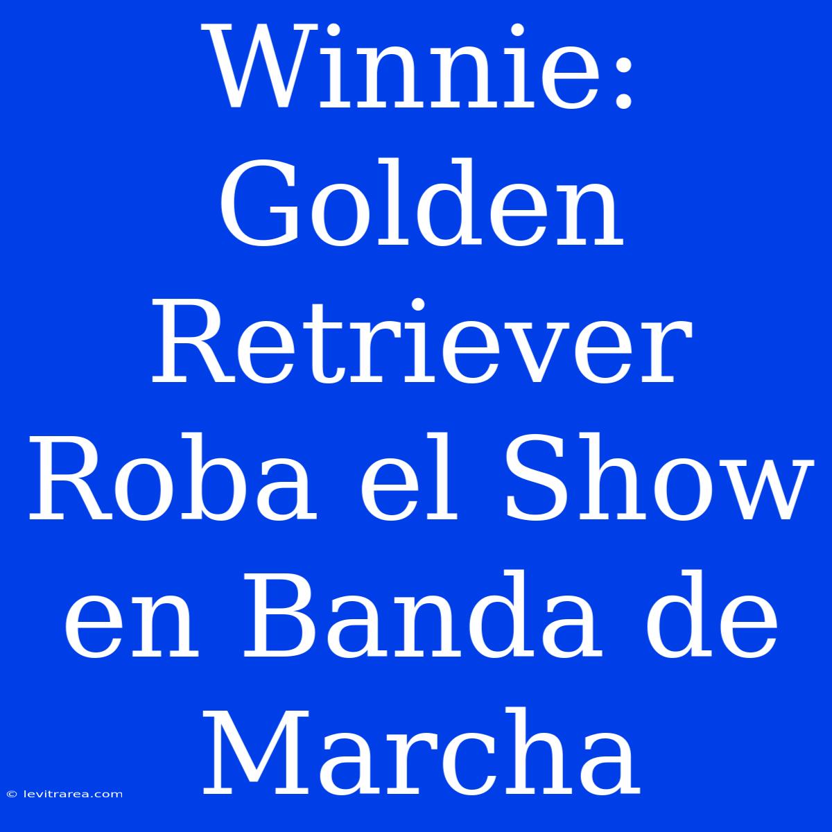 Winnie: Golden Retriever Roba El Show En Banda De Marcha