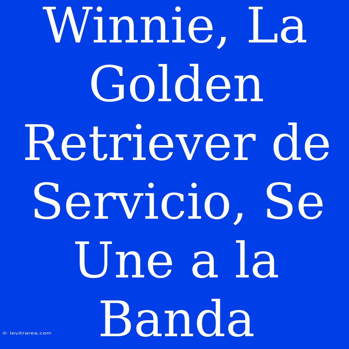 Winnie, La Golden Retriever De Servicio, Se Une A La Banda