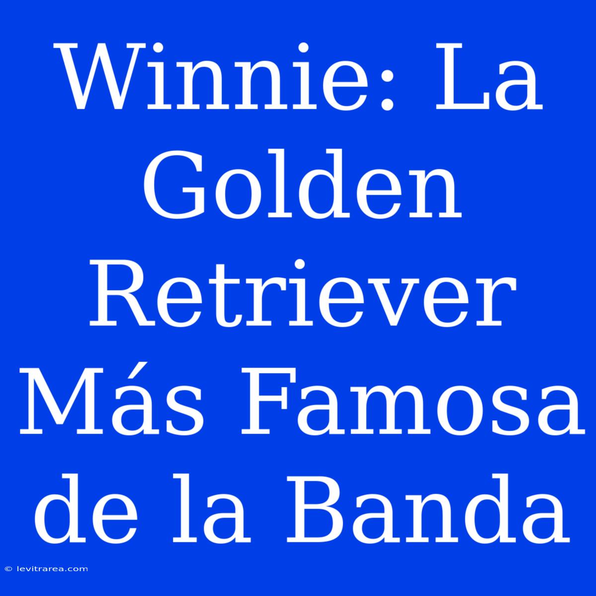 Winnie: La Golden Retriever Más Famosa De La Banda