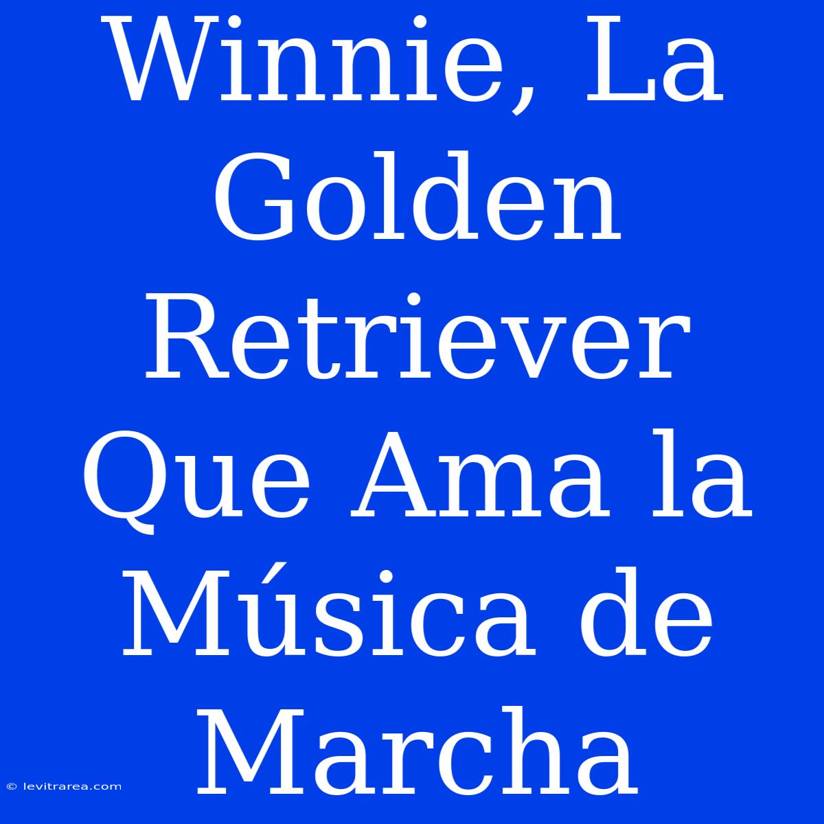 Winnie, La Golden Retriever Que Ama La Música De Marcha