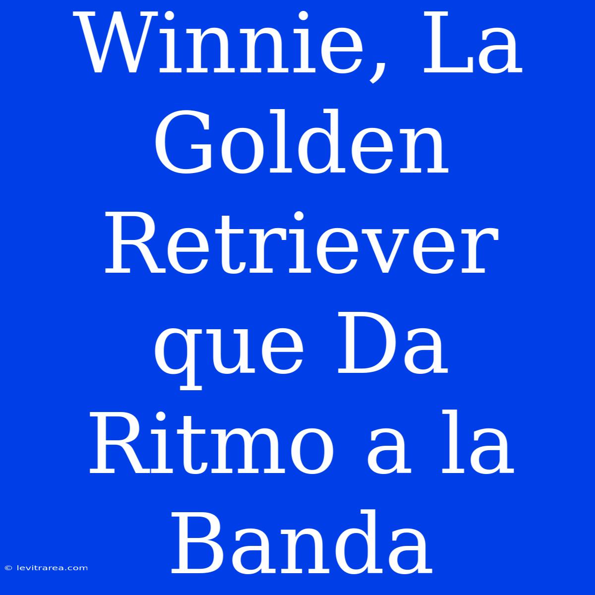 Winnie, La Golden Retriever Que Da Ritmo A La Banda 