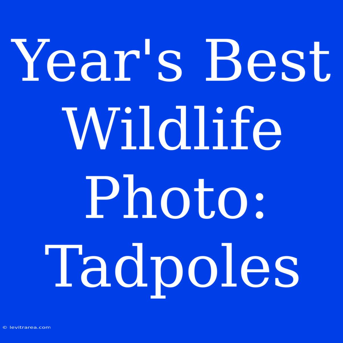 Year's Best Wildlife Photo: Tadpoles 